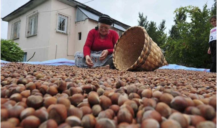 Fındık ihracatı iki katına çıktı