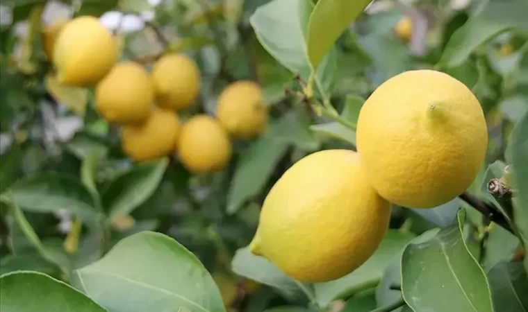 Nisan ayında en çok limon pahalandı