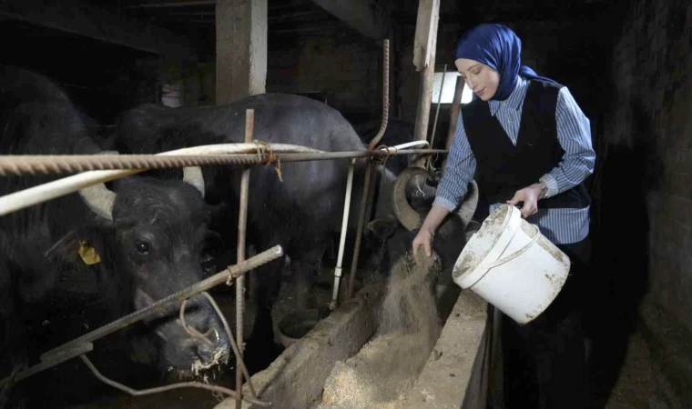 999 bin 348 ton inek sütü toplandı