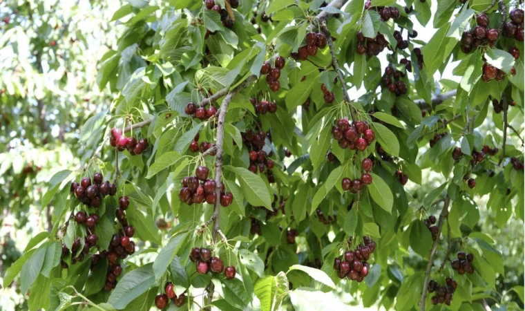 Kirazı zirai don vurdu