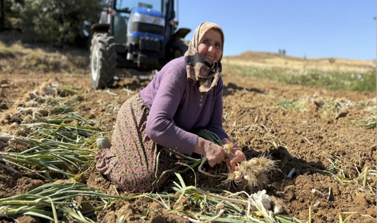 Sarımsak hasat dönemi başladı