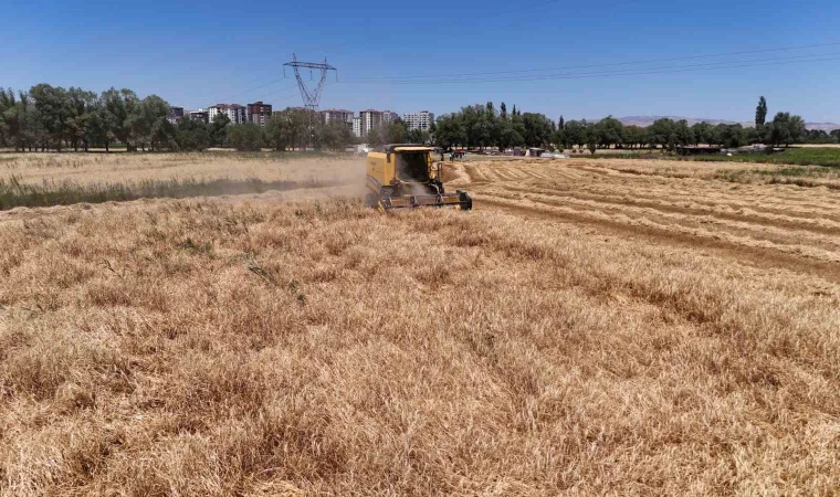 Tahıl ambarında hasat başladı