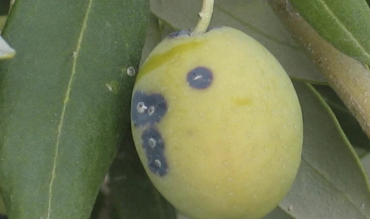 Zeytin üreticilerine ‘Zeytin Kabuklu Biti’ uyarısı
