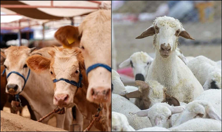 Büyükbaş hayvan sayısında artış