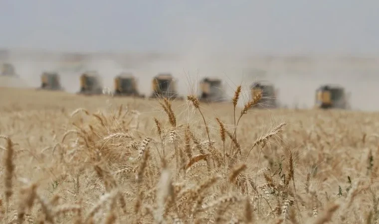 Buğday fiyatları en hızlı düşüşünü kaydetti