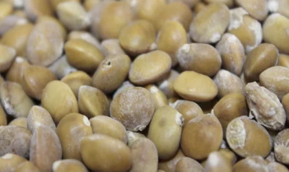 Kilosu 800 liradan alıcı buluyor