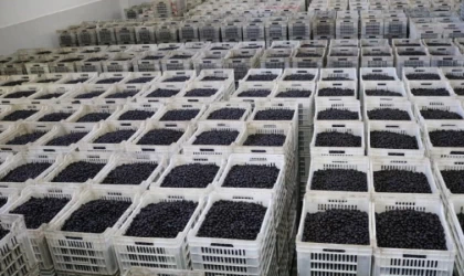 Zeytin üreticisi ortaktan 2,8 milyar TL’lik teslimat