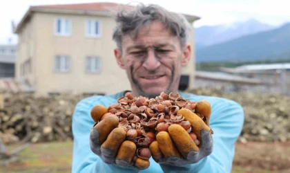 Fındık kabuğundan kömür üretildi