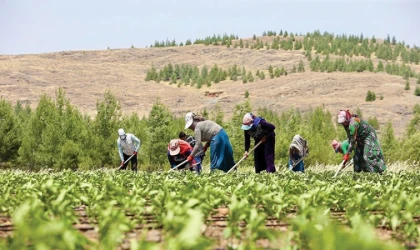 Çiftçiler buğday fiyatlarının açıklanmasını bekliyor