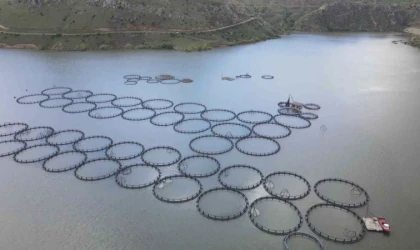 Tercan Barajı’nda 150 kafeste üretim yapılıyor