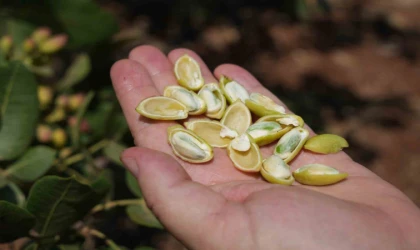 Antep fıstığı çiftçileri sevindirdi