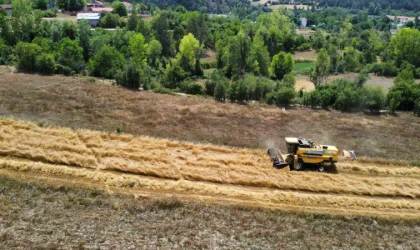 Buğday'da hasat dönemi başladı