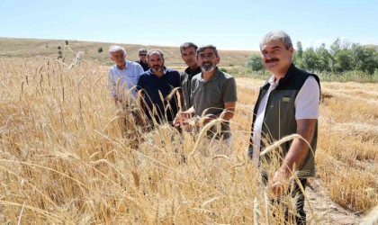 Hasat erken başladı, rekolte yüz güldürdü