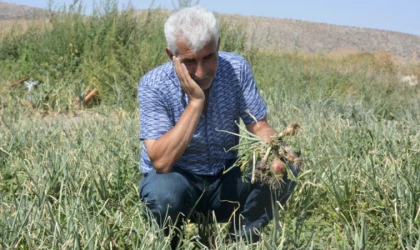 Soğan tarlada yandı