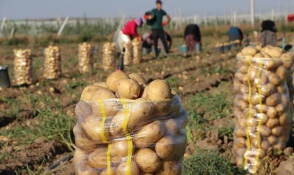 En çok fiyat düşüşü patateste görüldü