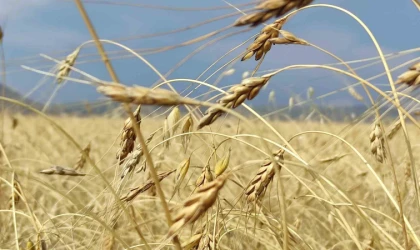 Genetiği bozulmamış buğdayında hasat dönemi