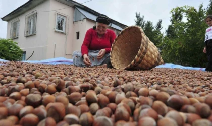 Fındık ihracatı iki katına çıktı