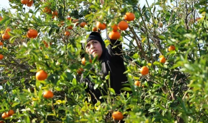 Mandalina ve Portakal üreticisine iyi haber