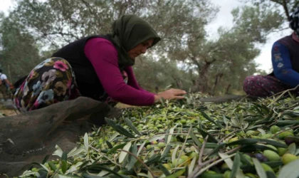 Türkiye’de soğuk hava zeytin üreticilerini sevindirdi
