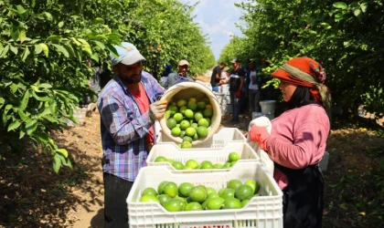 Limonda stokçuların oyunu ortaya çıktı