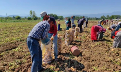 Patates ihracatı 2 ayda 114 kat arttı