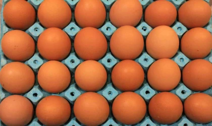 Üniversiteli tavukların yumurtaları daha hesaplı