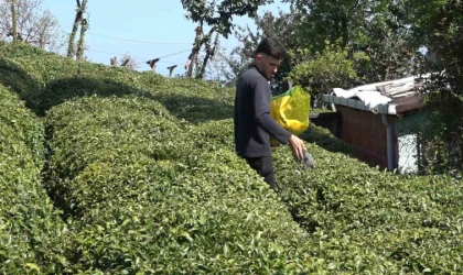 Yaş çay üreticileri son hazırlıklarını tamamlıyor