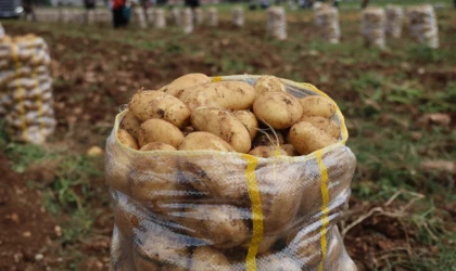 2 bin tondan fazla patates virüslü çıktı
