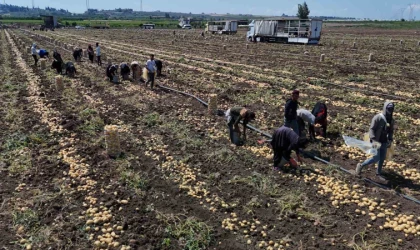 Patateste fiyat 7 liraya kadar geriledi