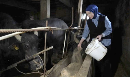 999 bin 348 ton inek sütü toplandı