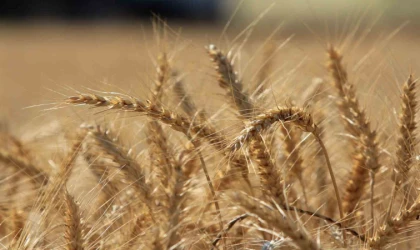 Makarnalık buğdayın fiyatı arttı ekmeklik aynı kaldı