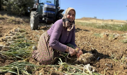 Sarımsak hasat dönemi başladı