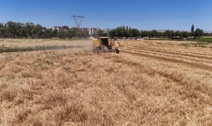 Tahıl ambarında hasat başladı
