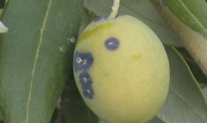 Zeytin üreticilerine ‘Zeytin Kabuklu Biti’ uyarısı