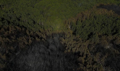 Orman yangınlarından etkilenen alanlarda avlanmak yasaklandı