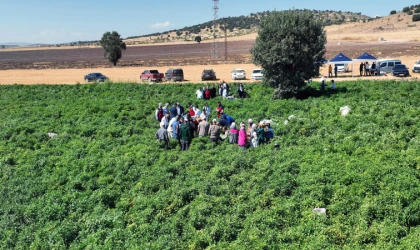 Coğrafi İşaretli Maraş Biberi’nin hasadı başladı