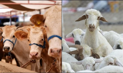 Büyükbaş hayvan sayısında artış