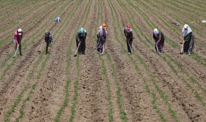 Tarım işçilerinin günlük ücreti arttı