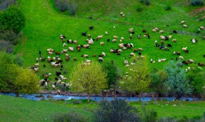 Artan yağışlarla yem maliyeti düştü