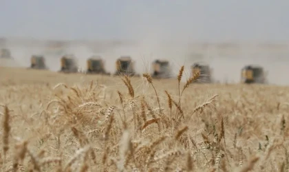 Buğday fiyatları en hızlı düşüşünü kaydetti